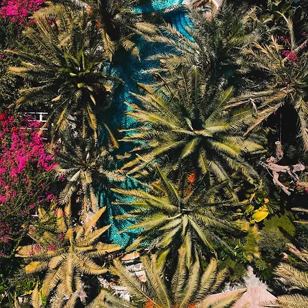 Ami Tai Superior Pet Lovers *